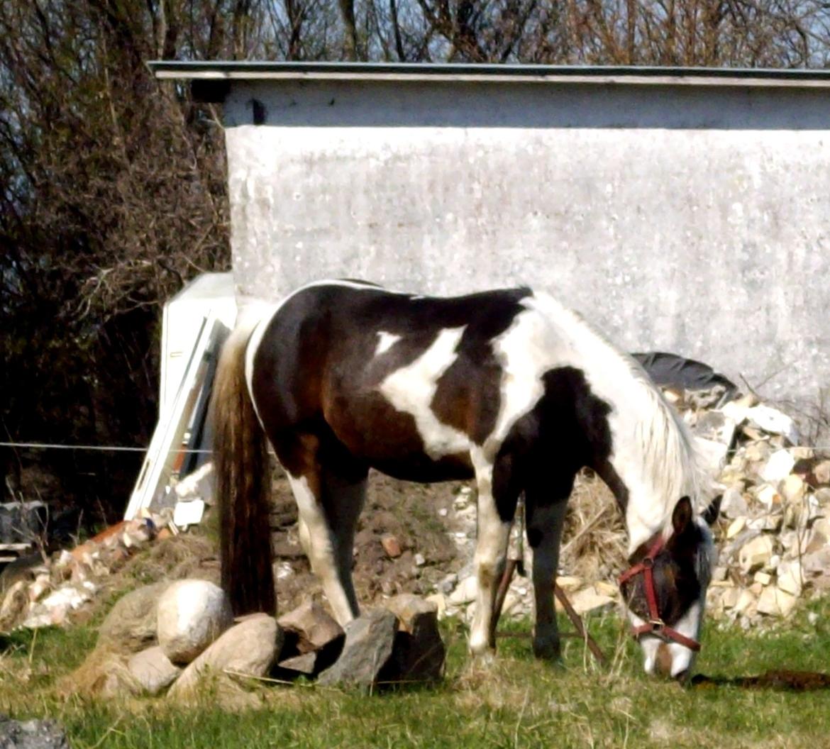 Pinto Tornado billede 15