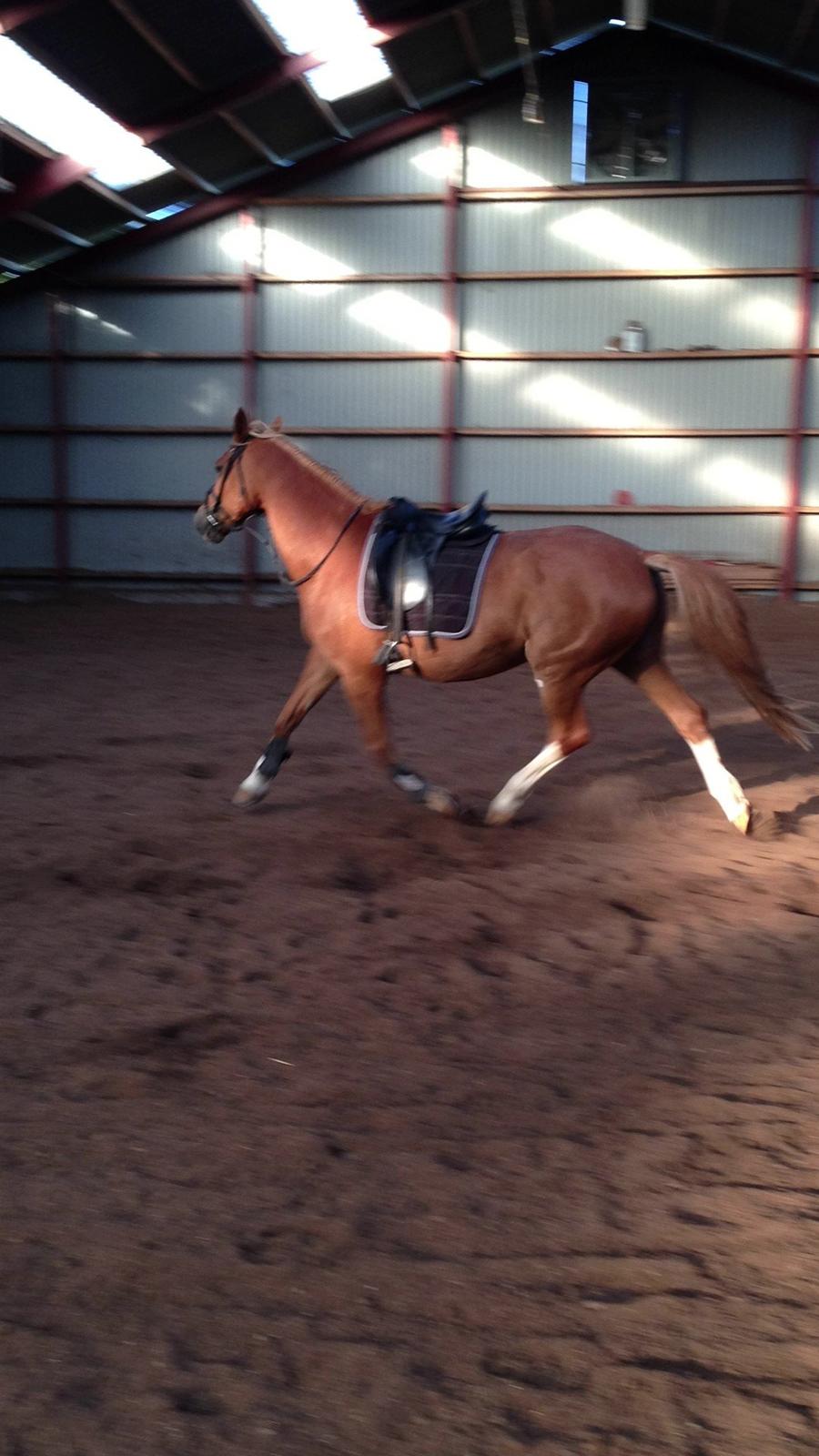 Dansk Varmblod Stenkærgårds Rubin  [Min Mors] - I ridehallen løs :) billede 14