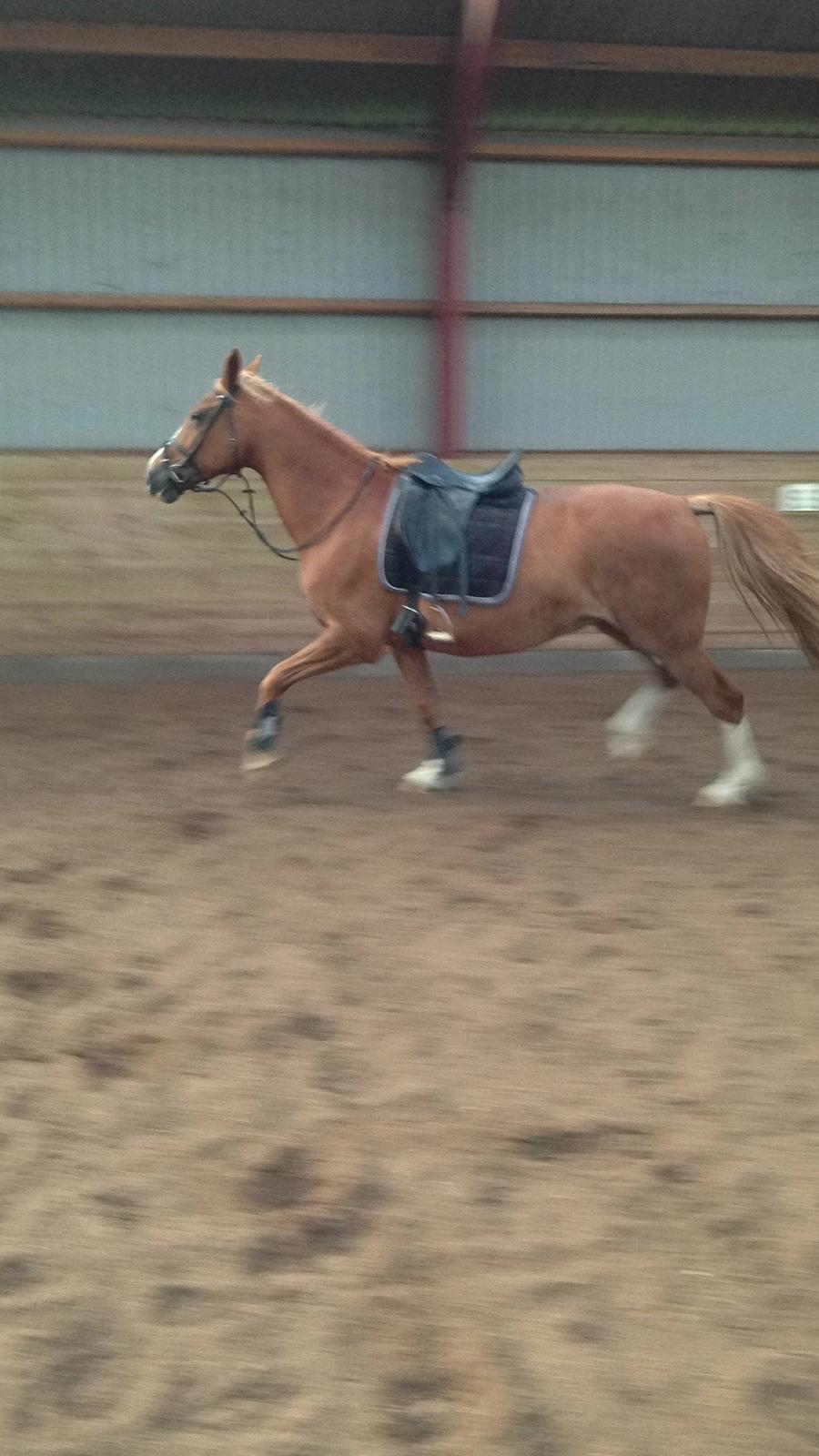 Dansk Varmblod Stenkærgårds Rubin  [Min Mors] - I Anni's kæmpe ridehal for første gang <3 billede 7