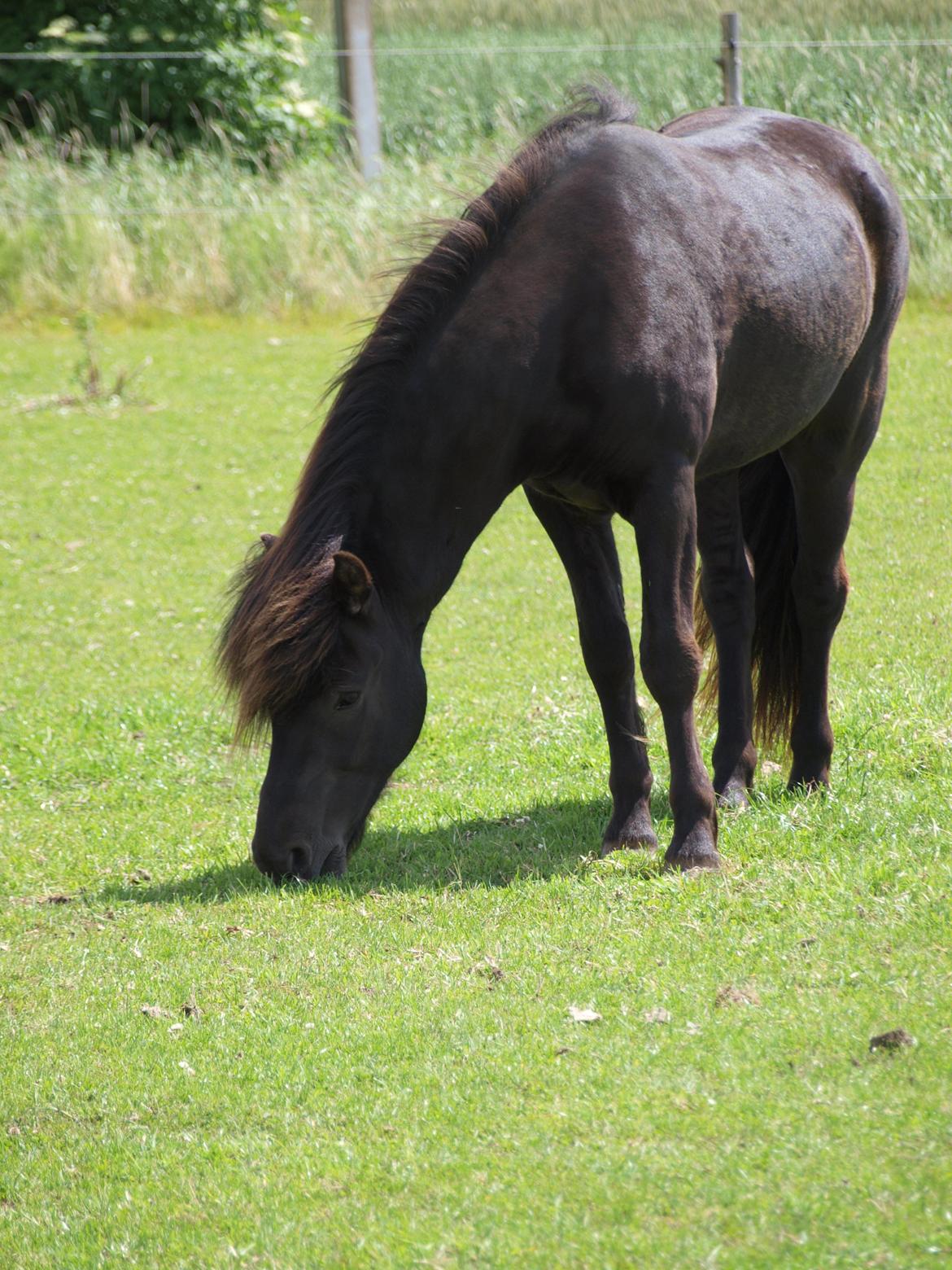 Islænder Nebbi vinkærgård billede 11