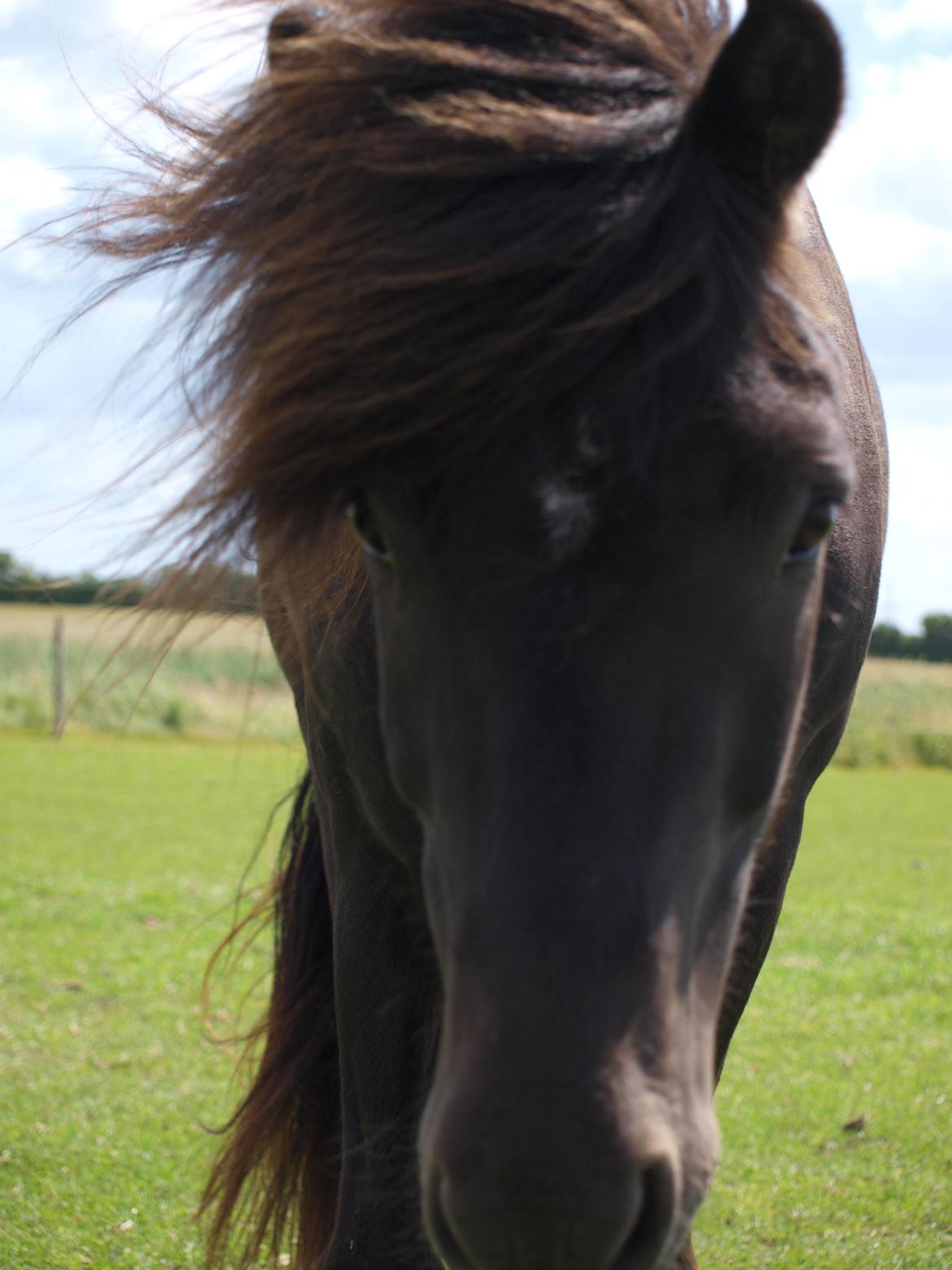 Islænder Nebbi vinkærgård billede 1