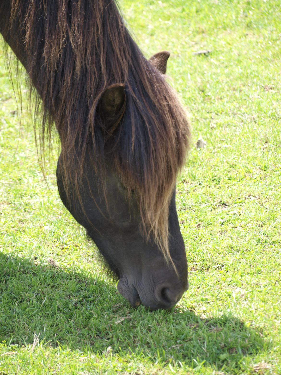 Islænder Nebbi vinkærgård billede 20