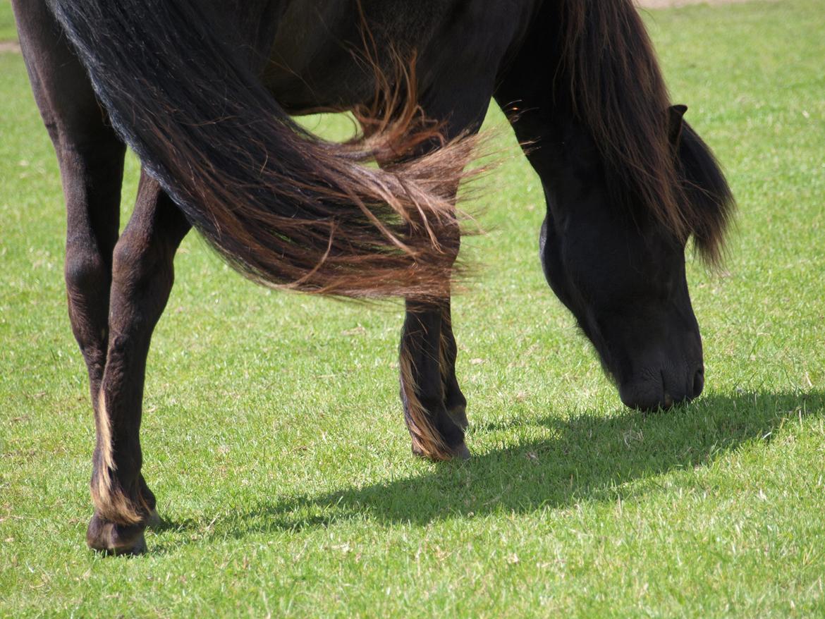Islænder Nebbi vinkærgård billede 2