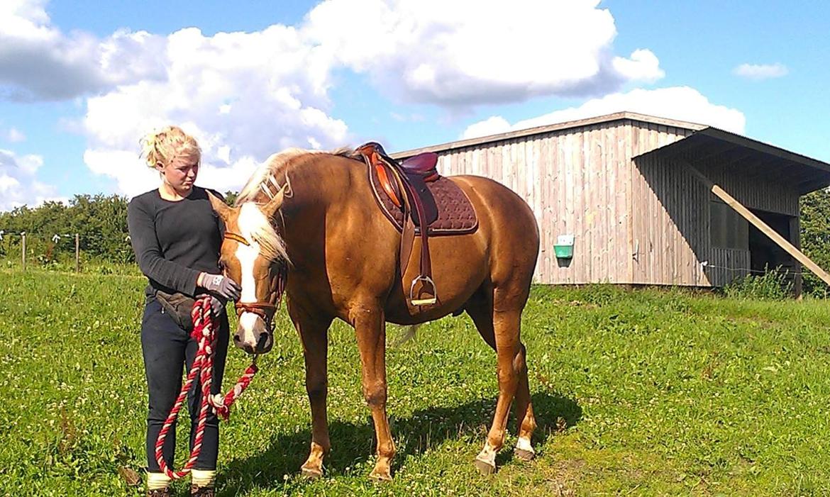 Palomino King's knight - Isabelle og drengen i fuld gang med tilridning :) Og drengen er bare så dygtig :)
Foto: 02-07-2013, foto mig billede 15