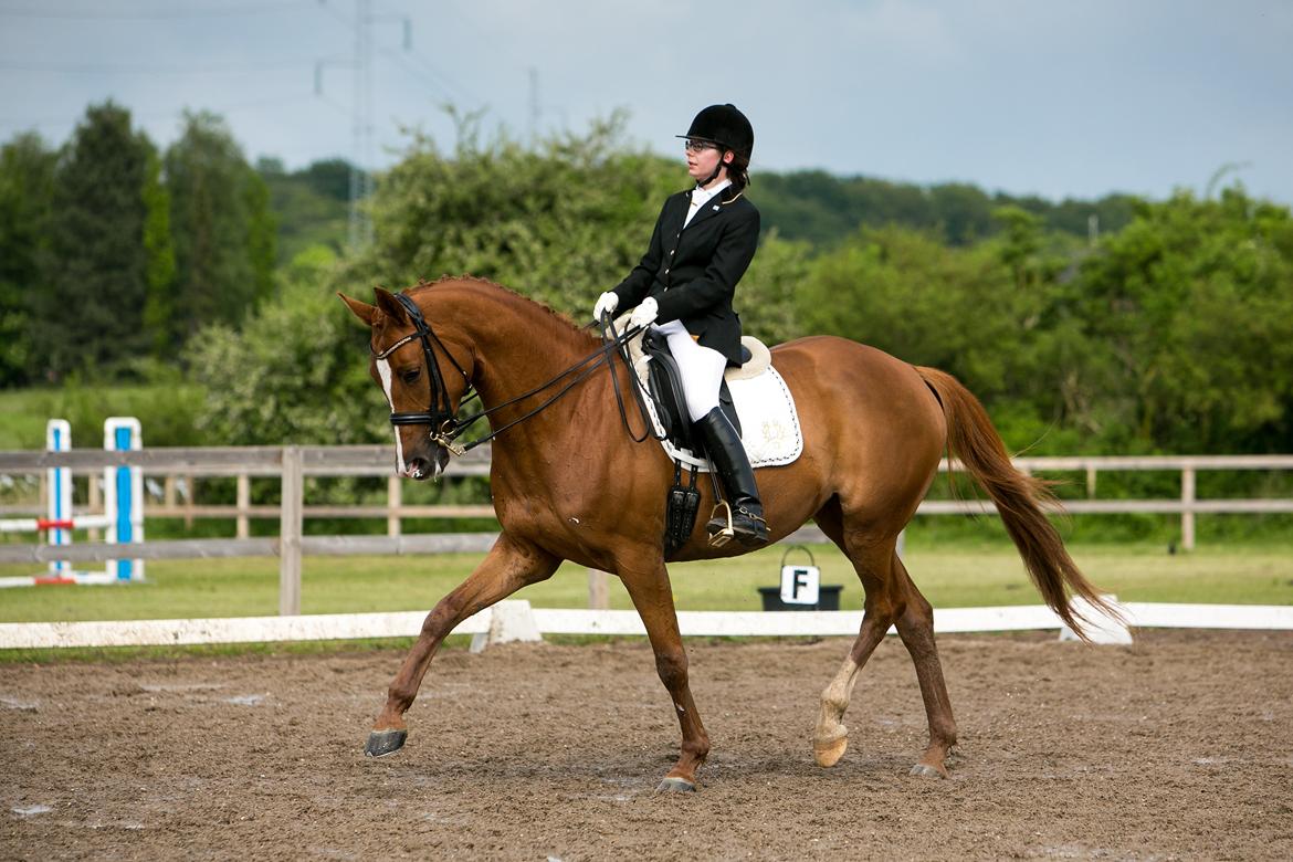 Trakehner Loulóu Sjælstofte (Himmelhest) - Palle T./ CT-FOTO.DK
sydhavscup finale 2013(MB0) billede 1