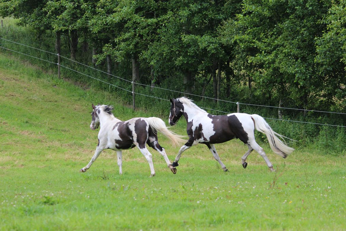 Pinto Armani PIH 108 - Basserne på sommerfold, Juli 2013. billede 13