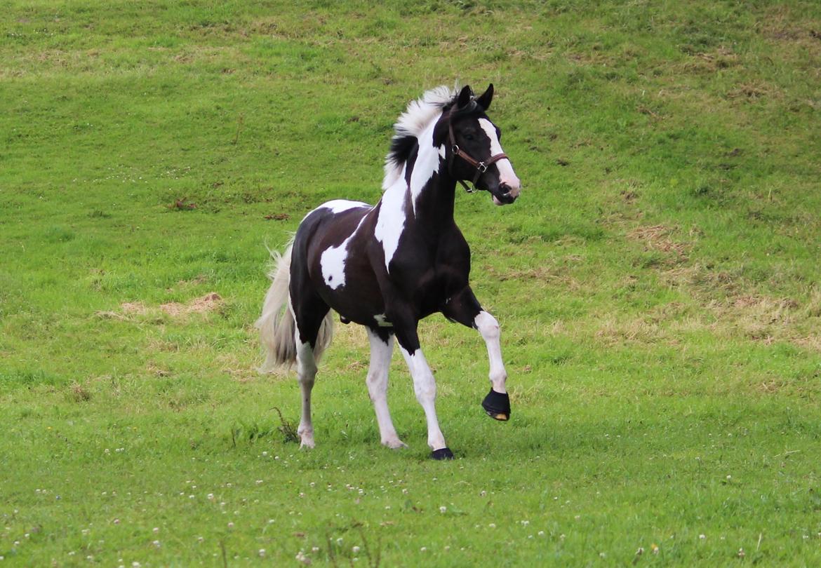 Pinto Armani PIH 108 - Smukke hesten på sommerfold, Juli 2013. billede 15