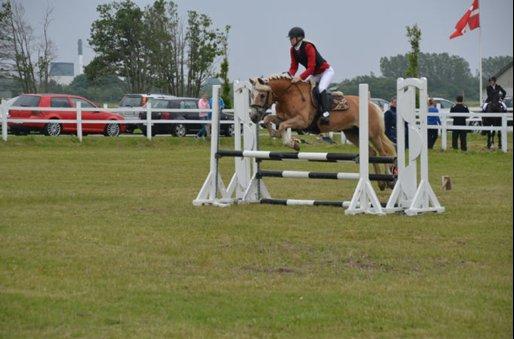 Haflinger Anzit Rundhøj billede 14