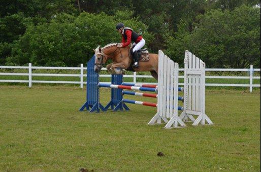 Haflinger Anzit Rundhøj billede 2