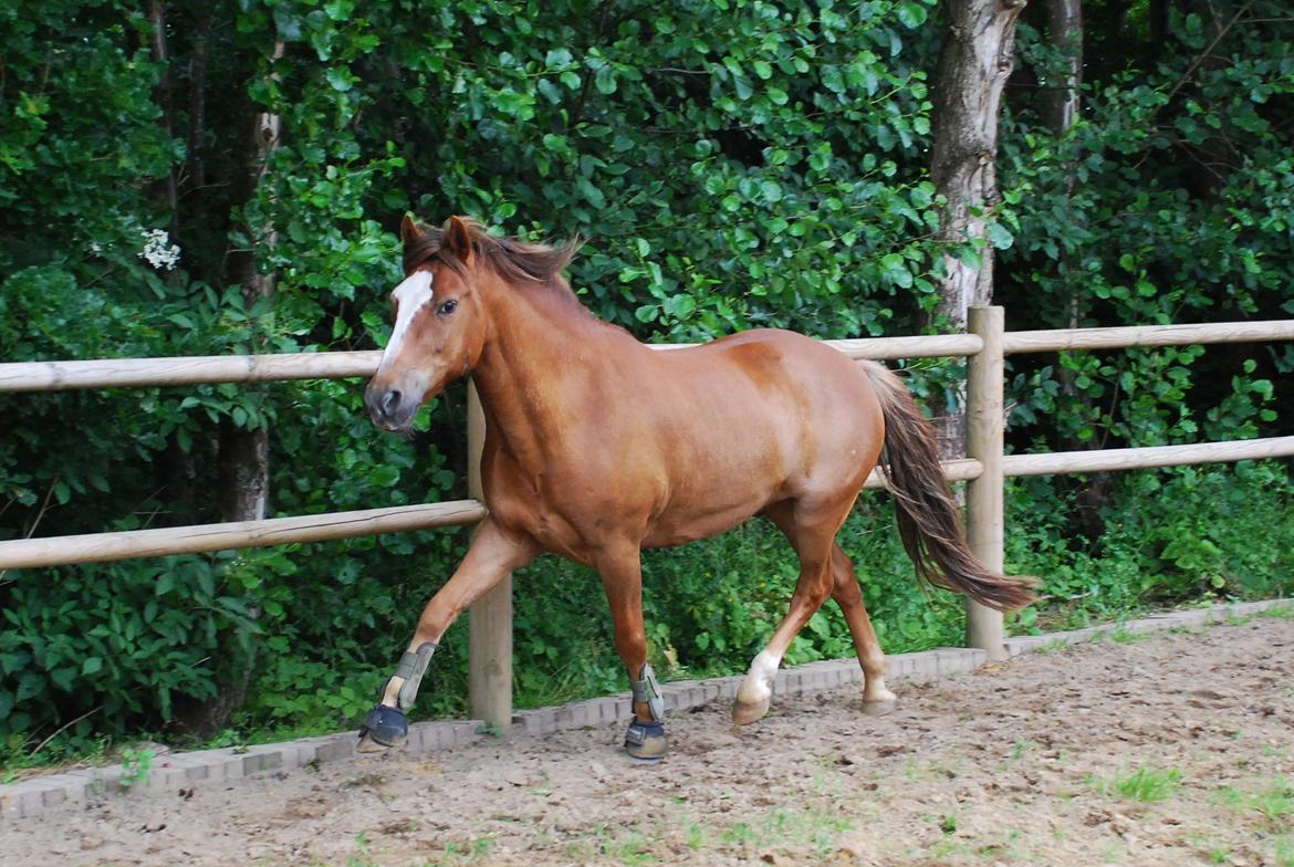 New Forest zidane<3 - løsspringer d. 3 juli 2013 billede 1