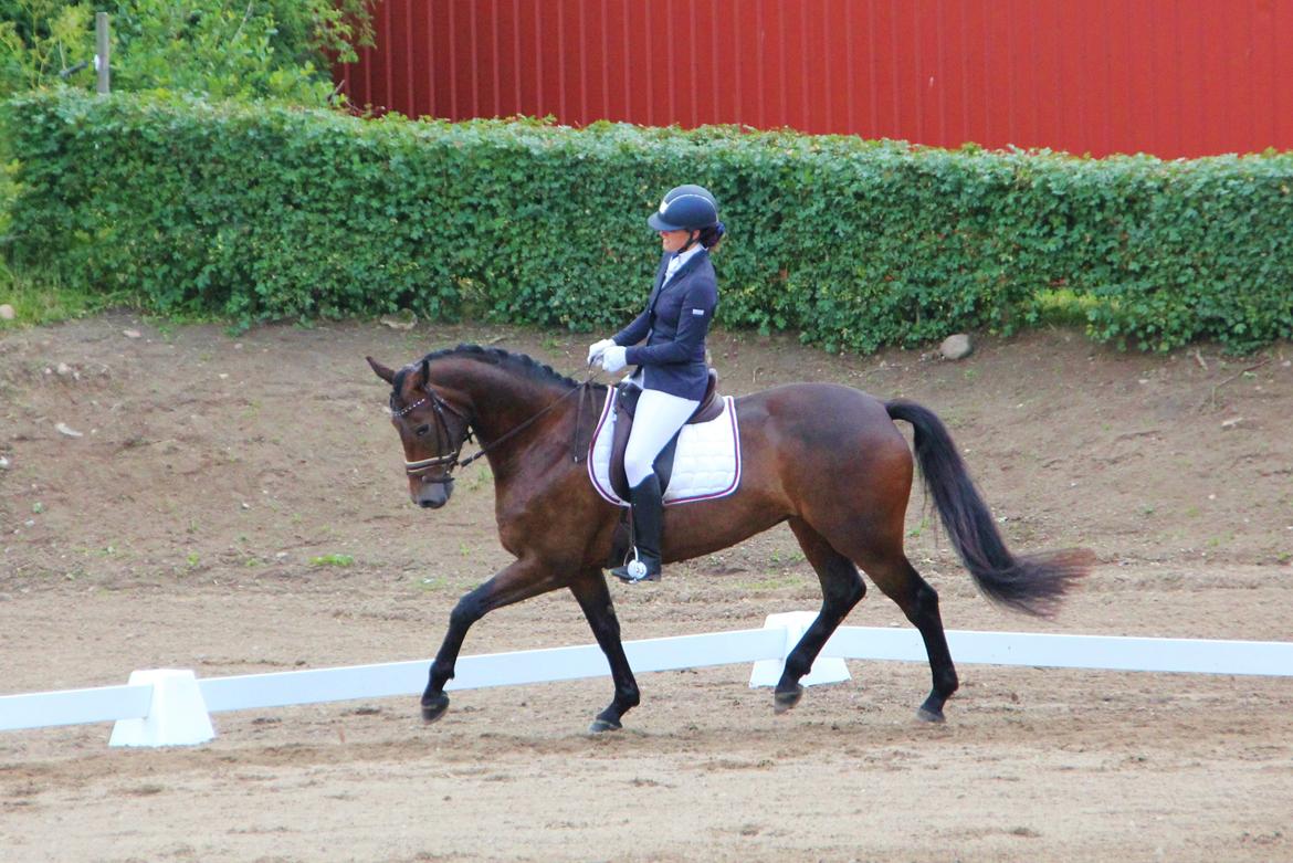 Dansk Varmblod Fyrstinde Temptation S.G. - Trav - cnc80 dressur - skårupovergaard billede 12