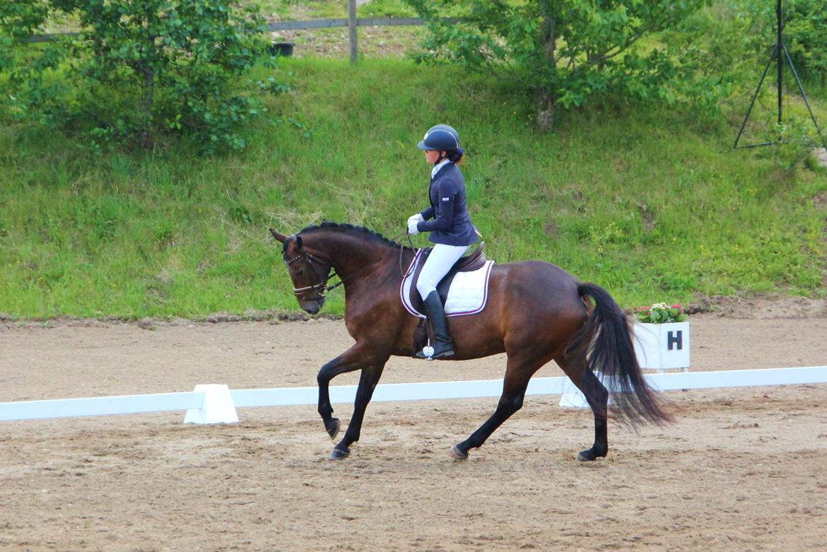 Dansk Varmblod Fyrstinde Temptation S.G. - Galop - cnc80 dressur - skårupovergaard :) billede 10