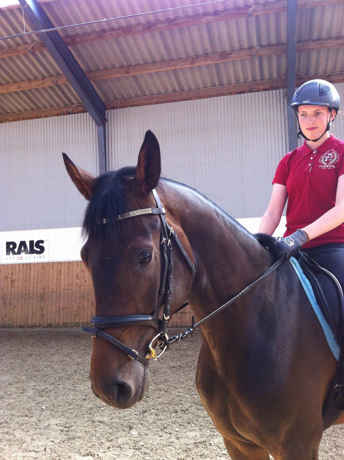 Dansk Varmblod Zaino billede 12