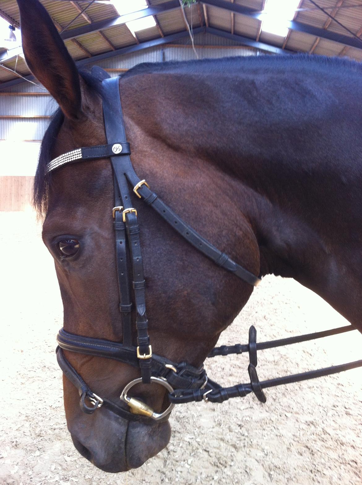 Dansk Varmblod Zaino billede 13