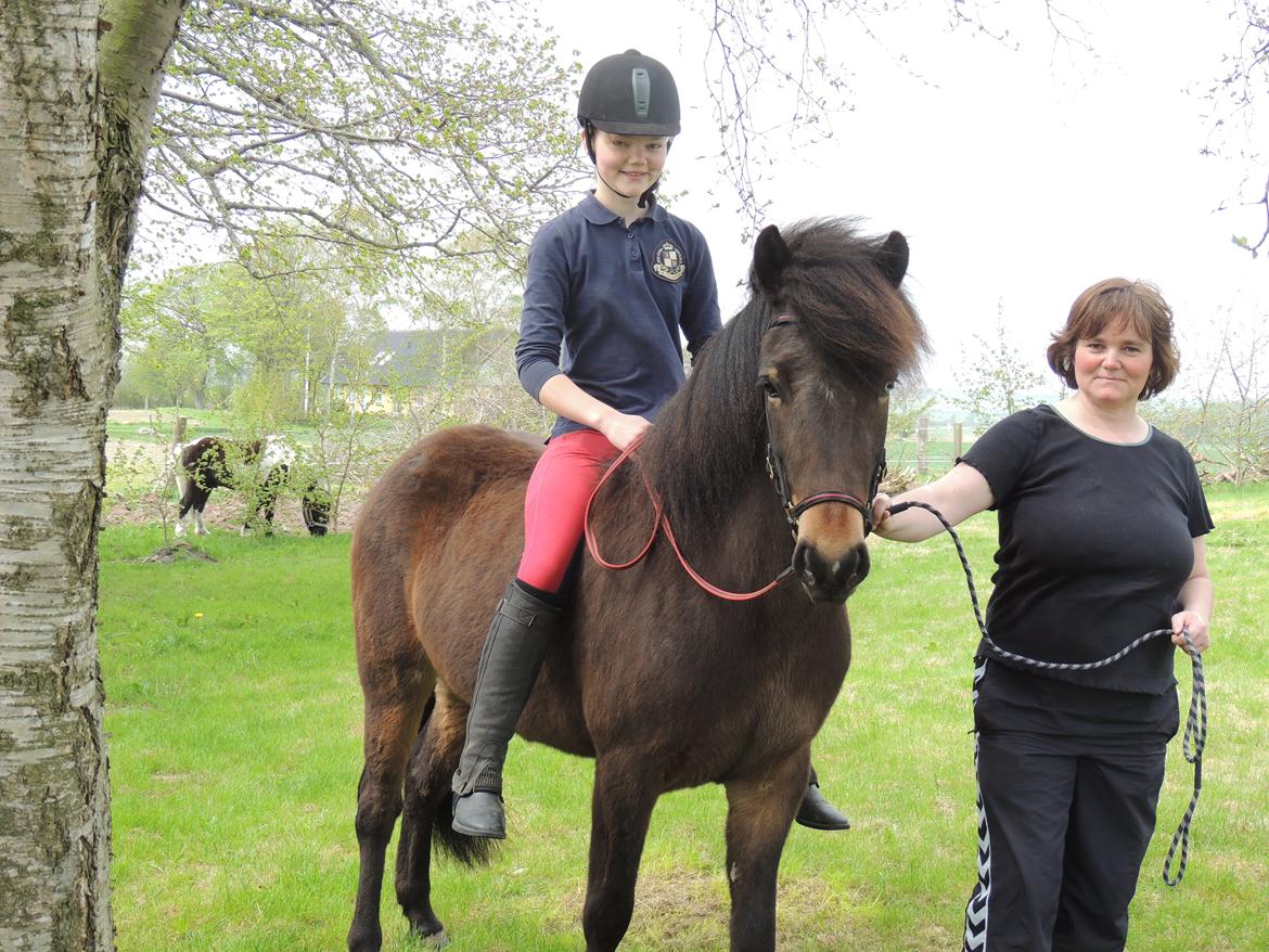 Islænder Stjarna fra Pilhøj - Første ridetur på Stjarna fra Pilhøj. Taget af: Tessa Pultz billede 4