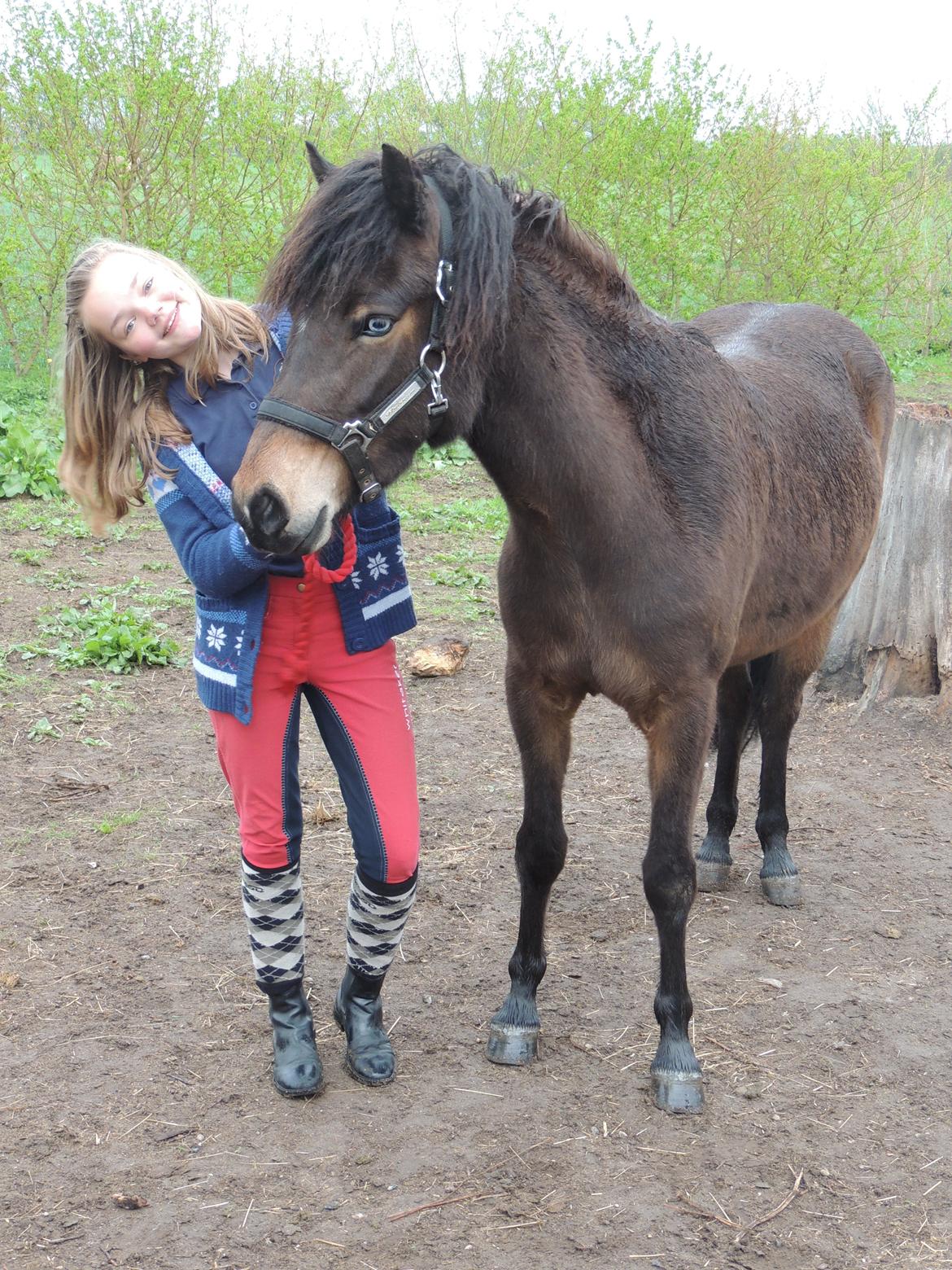 Islænder Stjarna fra Pilhøj - Du er min bedste ven. Taget af: Lene Pultz billede 6