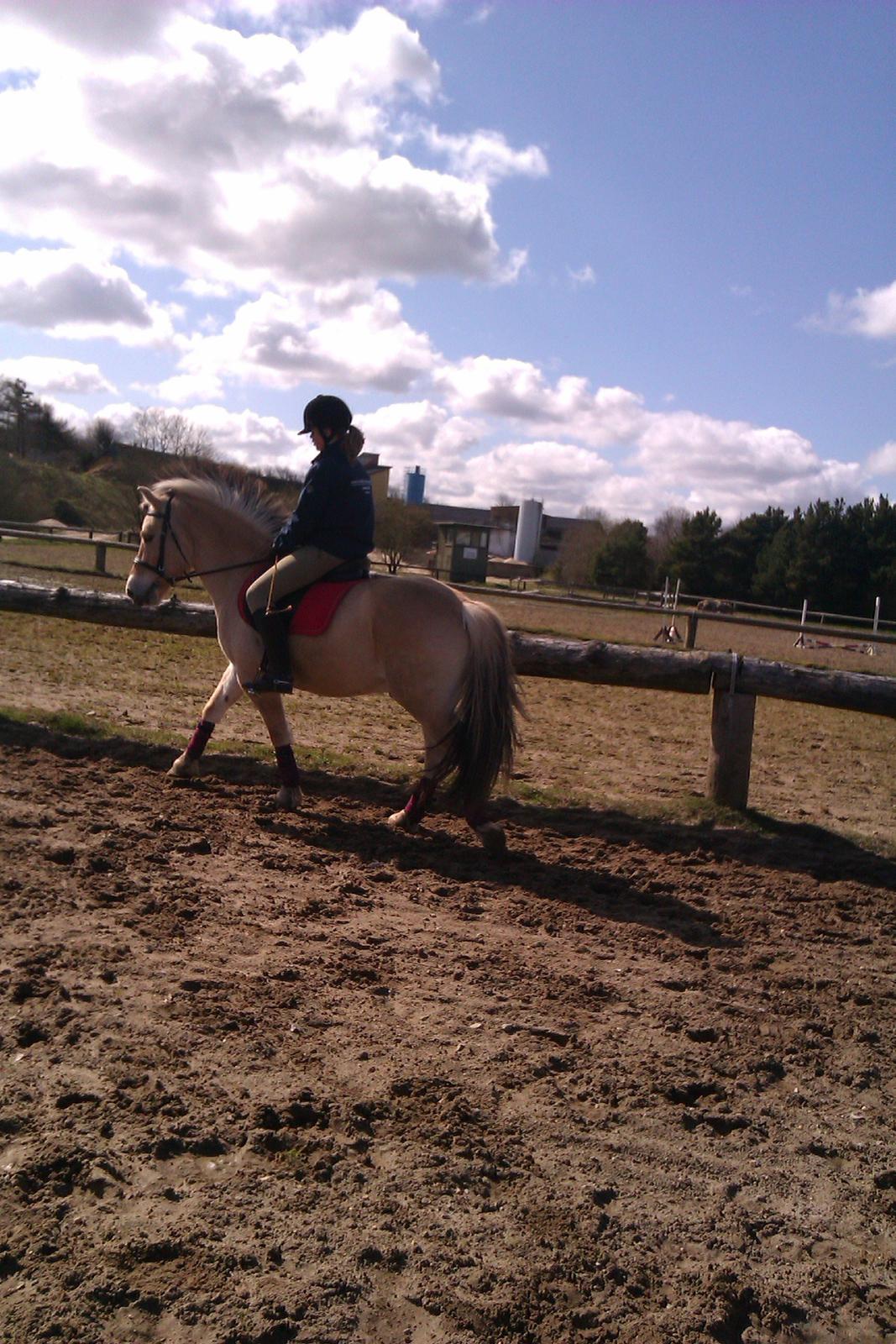 Fjordhest Fjolle billede 20