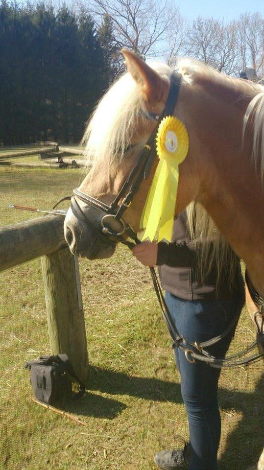 Haflinger Sabrina billede 15