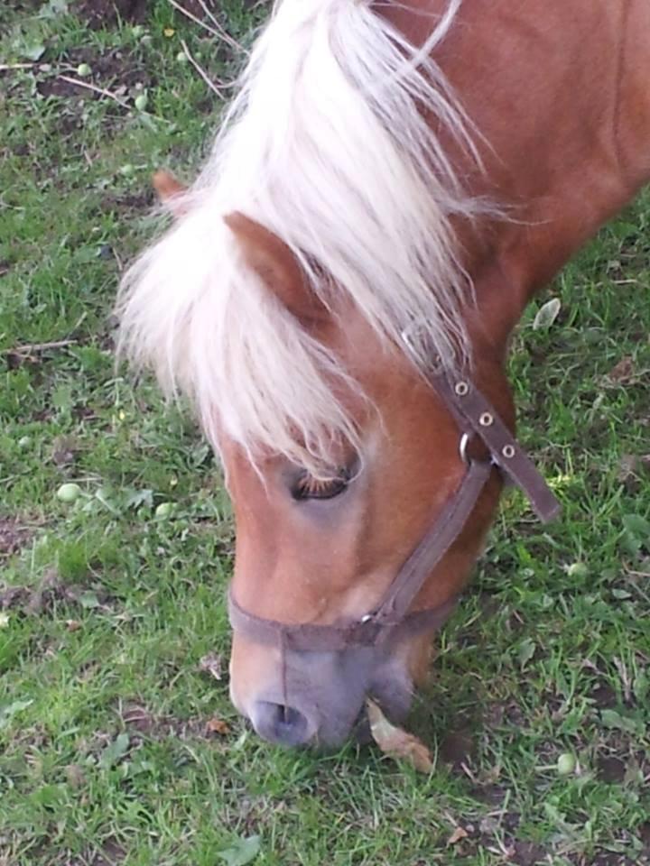 Shetlænder Prins (min tidligere hest) - velkommen til Prins'es Profil <3 billede 1