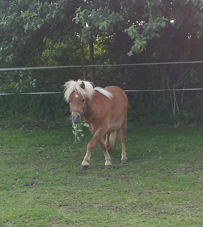 Shetlænder Prins (min tidligere hest) - Prins<3 billede 5