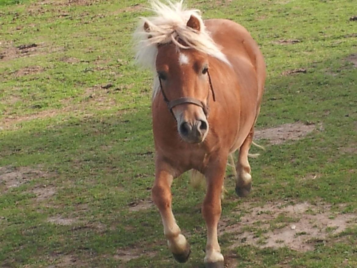 Shetlænder Prins (min tidligere hest) - Prins<3 billede 6