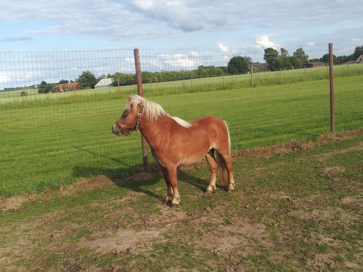 Shetlænder Prins (min tidligere hest) - flotte Prins<3 billede 7