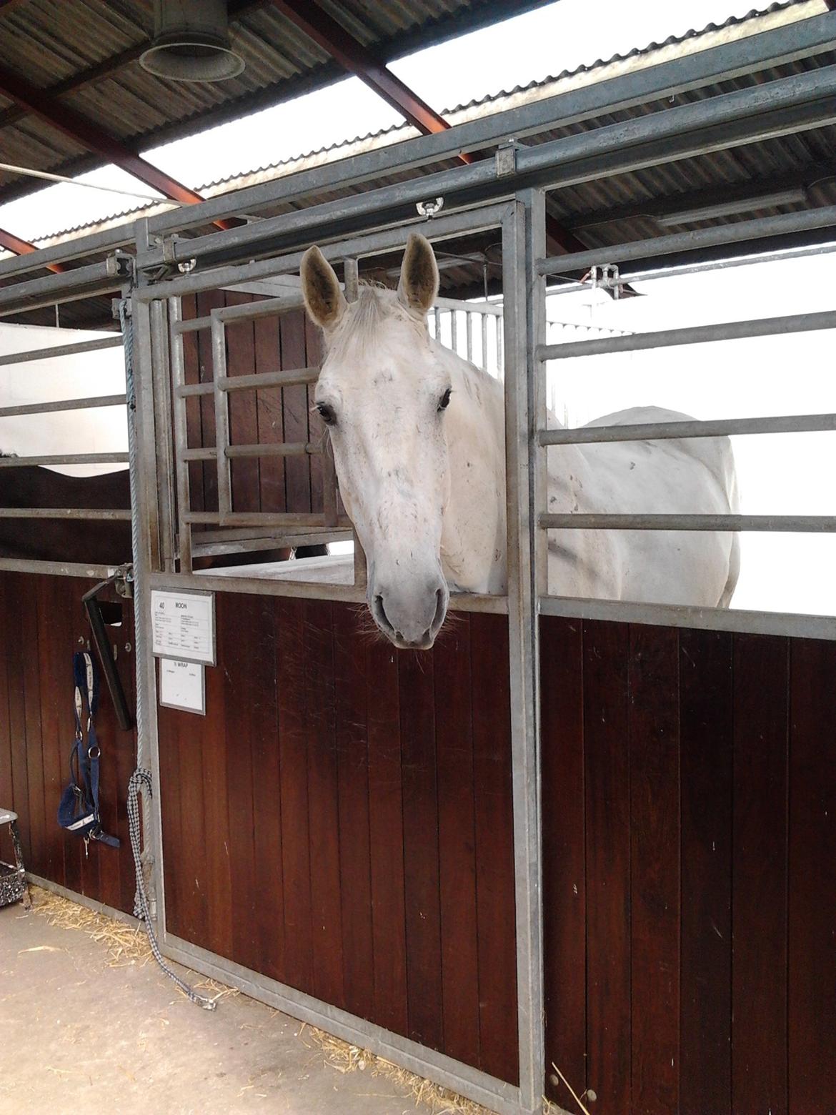 Ungarnsk Varmblod  Favourite (BO!) - Dejlige basse<3 billede 5