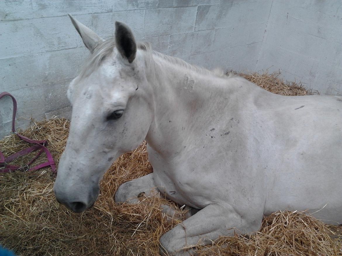 Ungarnsk Varmblod  Favourite (BO!) - "Tager lige en lille lur, det er altså hårdt at hedde Bo!" billede 6