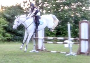 Ungarnsk Varmblod  Favourite (BO!) - Hop! billede 7