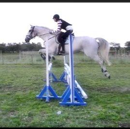 Ungarnsk Varmblod  Favourite (BO!) billede 8