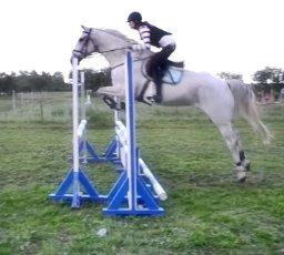 Ungarnsk Varmblod  Favourite (BO!) billede 9