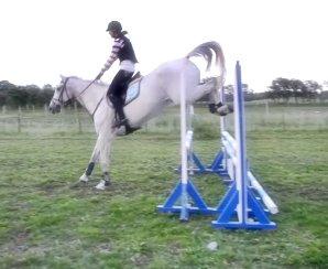 Ungarnsk Varmblod  Favourite (BO!) - Hey? Vent på mig bo! billede 10