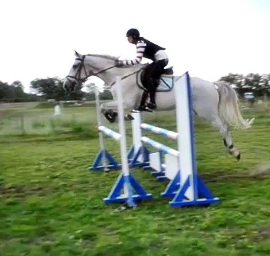 Ungarnsk Varmblod  Favourite (BO!) billede 11