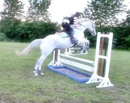 Ungarnsk Varmblod  Favourite (BO!) billede 12