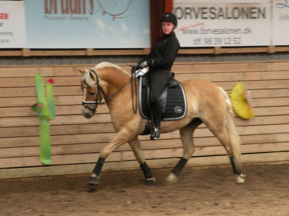 Haflinger Alvaro - SOLGT - Dressurundervisning ved Rasmus, juni 2013. billede 17