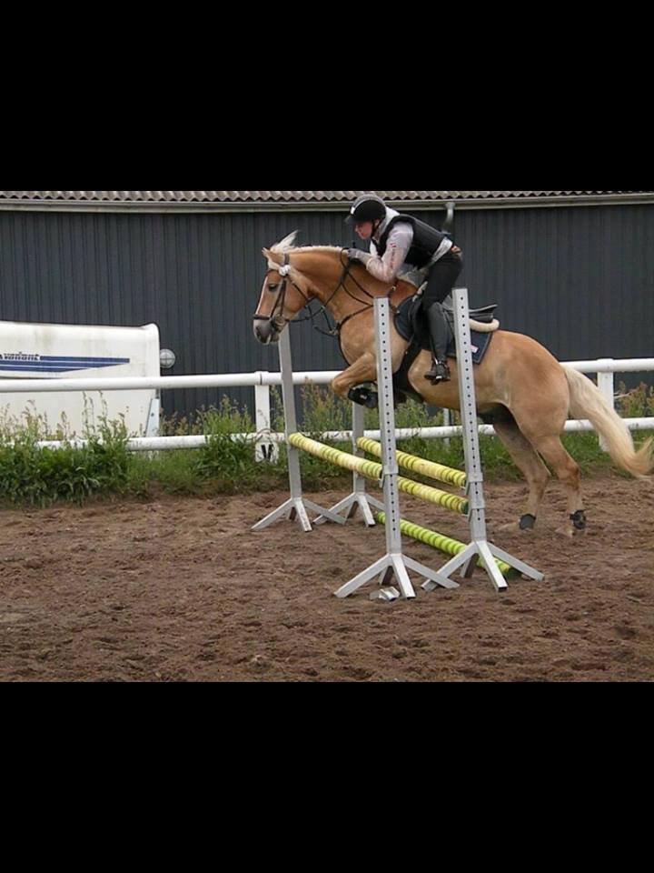 Haflinger Alvaro - SOLGT - Springundervisning ved Rudie, juni 2013. billede 19