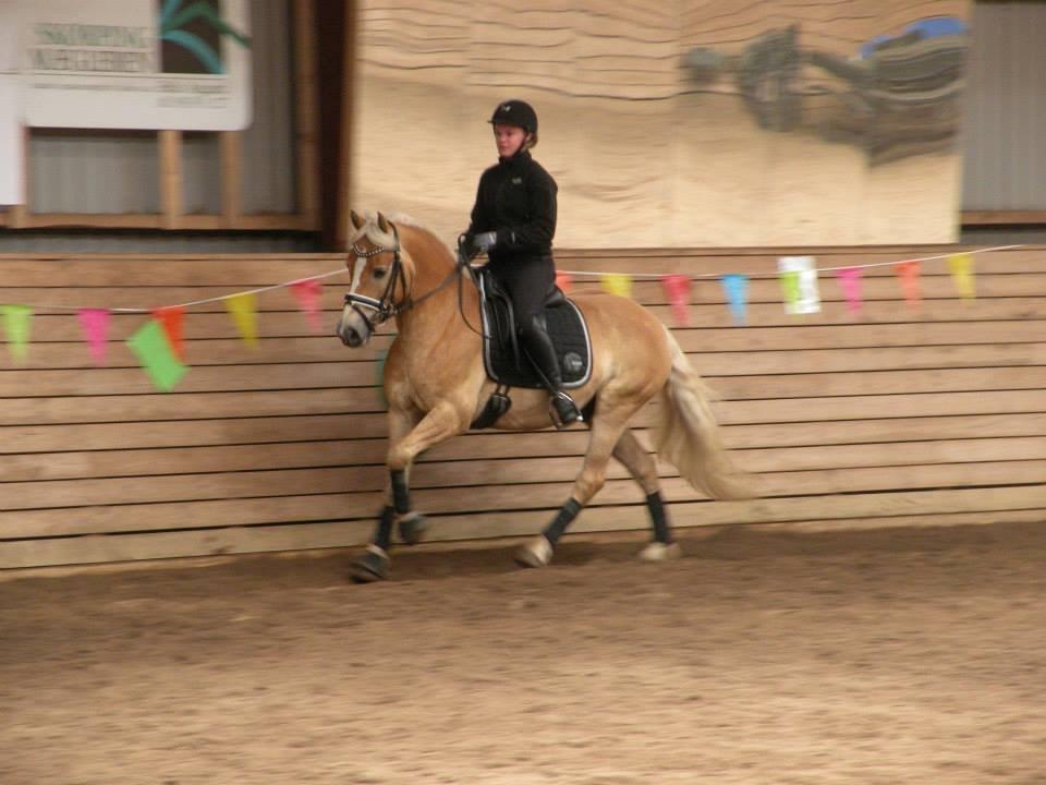Haflinger Alvaro - SOLGT - Dressurundervisning ved Rasmus, juni 2013, galop. billede 18