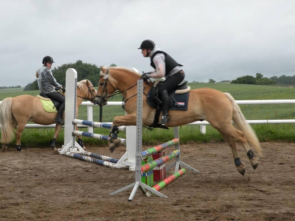 Haflinger Alvaro - SOLGT - Springundervisning ved Rudie, juni 2013. billede 20