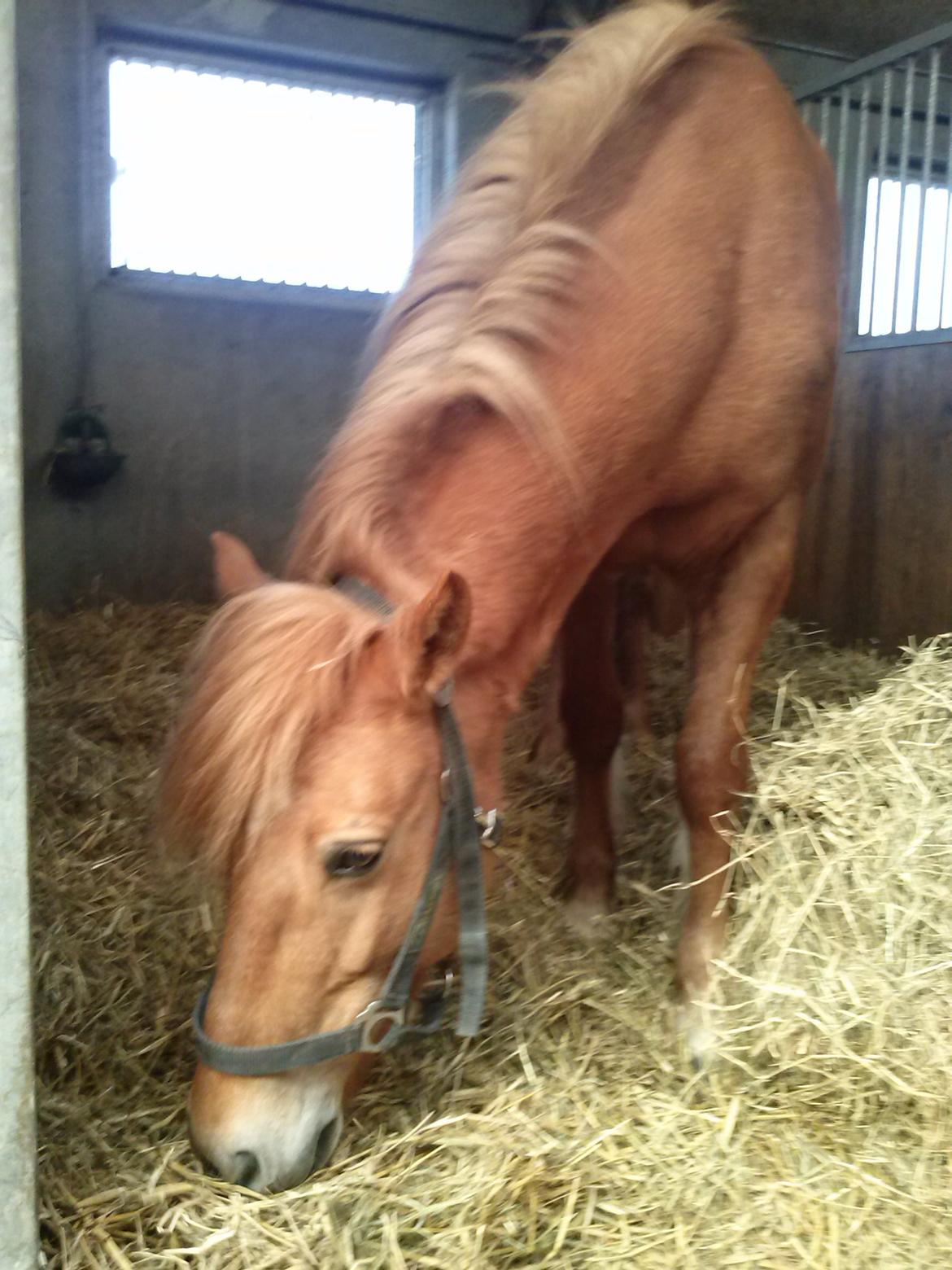 Anden særlig race Alie (HVR) Rideskolepony billede 14