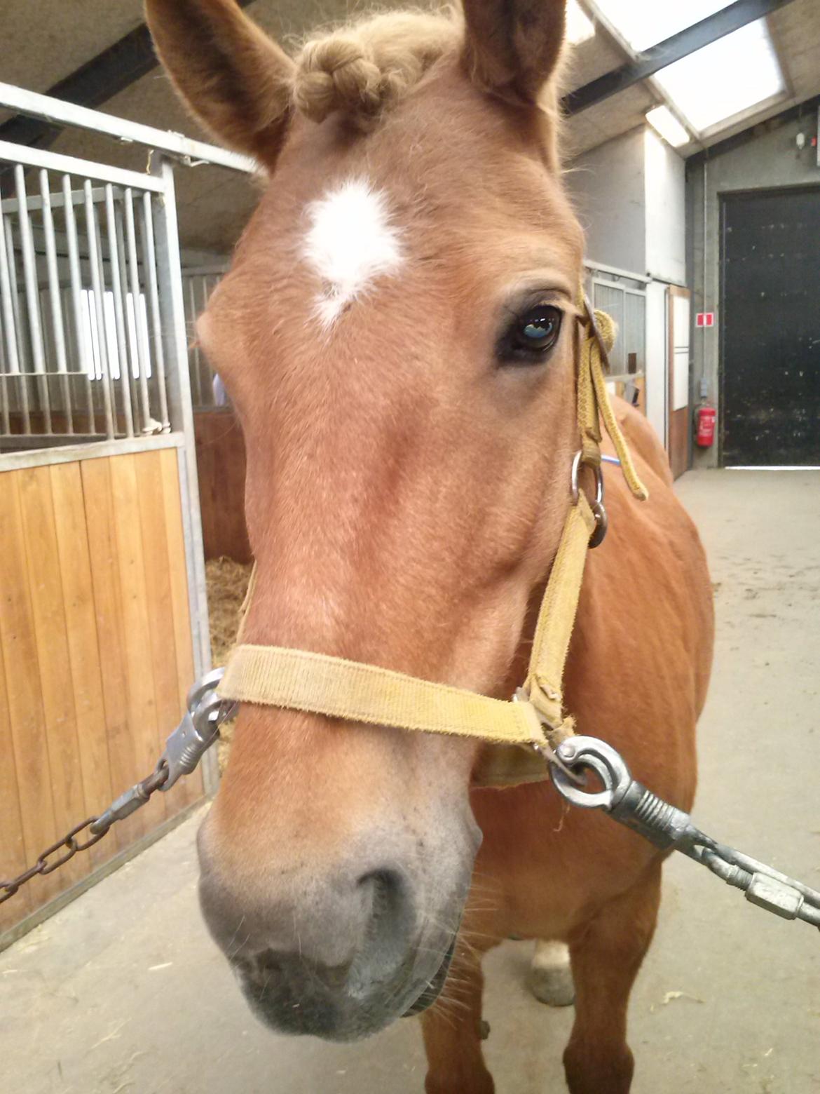 Anden særlig race Alie (HVR) Rideskolepony billede 17