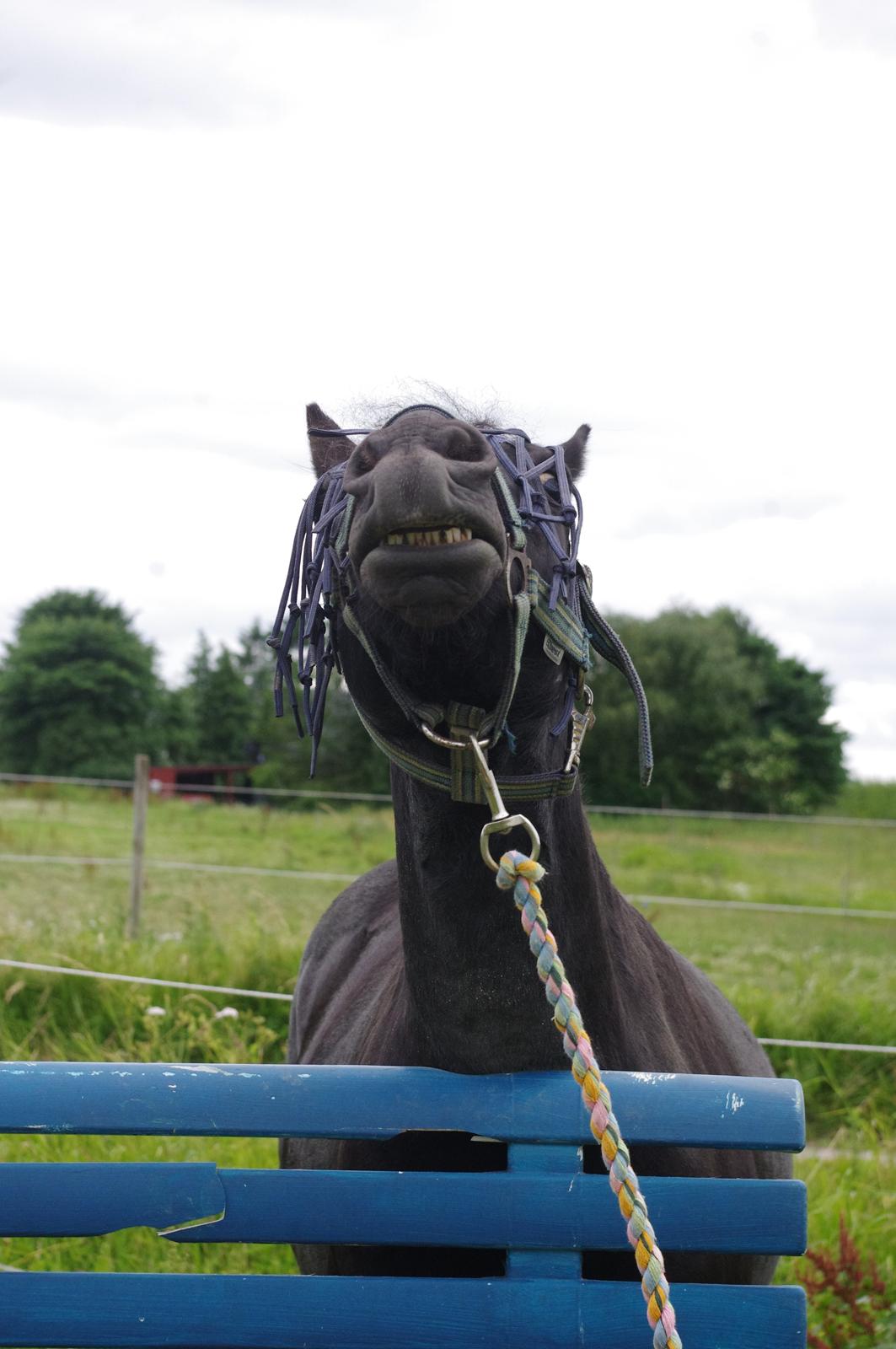 Shetlænder Constantin - Klør sig på bænken, juni 2013 billede 9