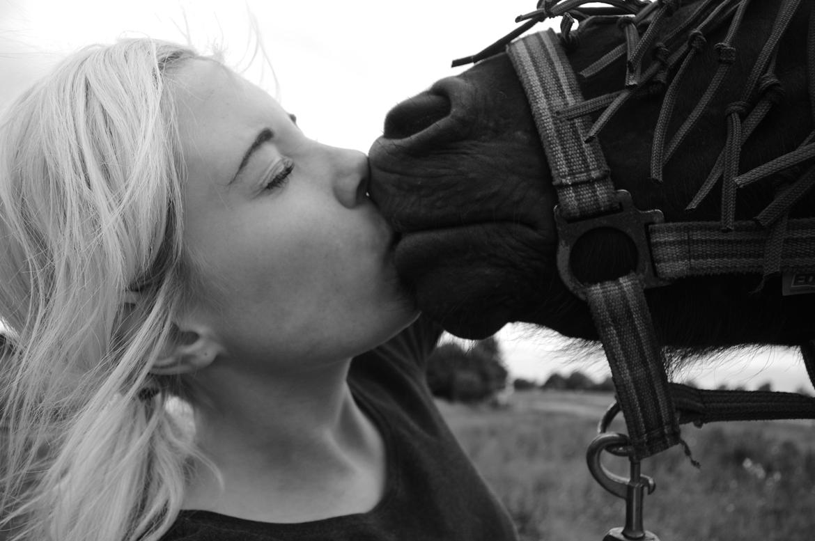 Shetlænder Constantin - kysser på kommando, juni 2013 billede 5