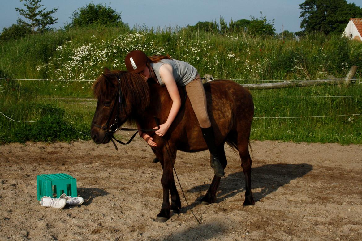 Islænder Stormur fra Skovly - Selv om vi snart siger farvel til hinanden vil du altid være min prins <33 billede 19