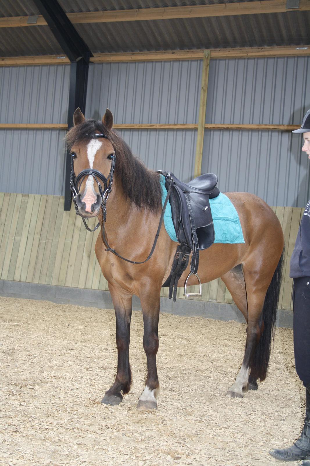 New Forest Odbjergs Elstar billede 5