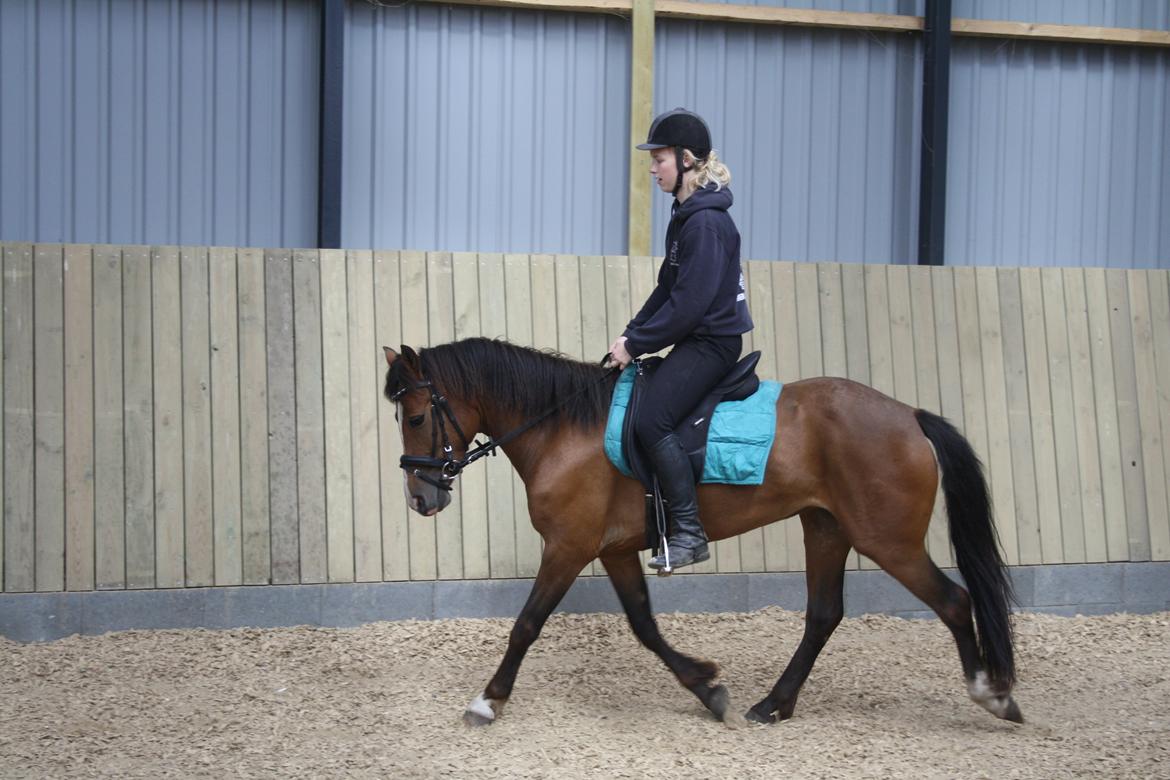 New Forest Odbjergs Elstar billede 6