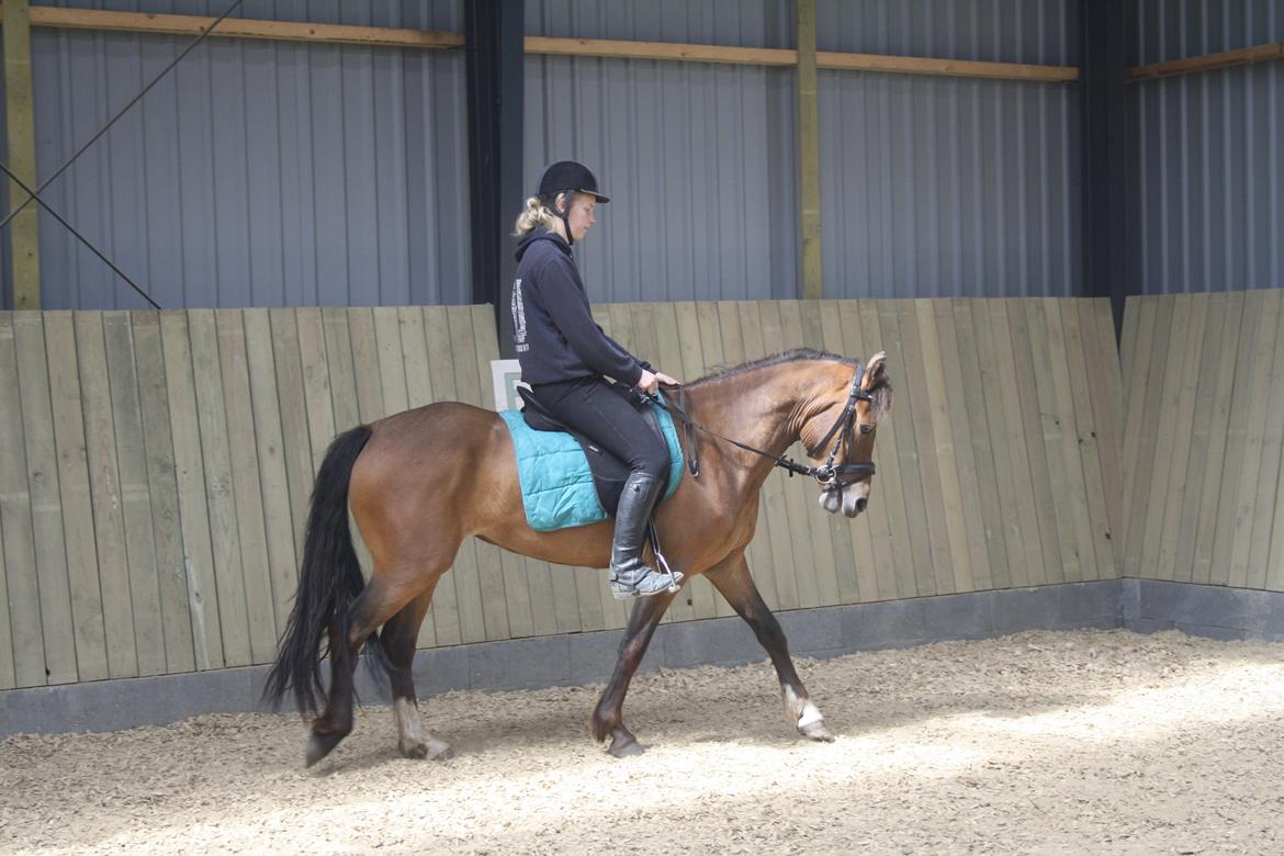 New Forest Odbjergs Elstar billede 7