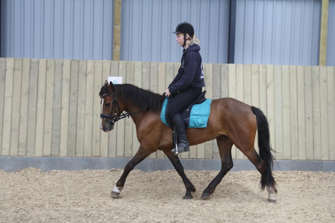 New Forest Odbjergs Elstar billede 4