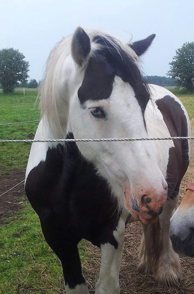 Irish Cob Willie McLeod billede 1