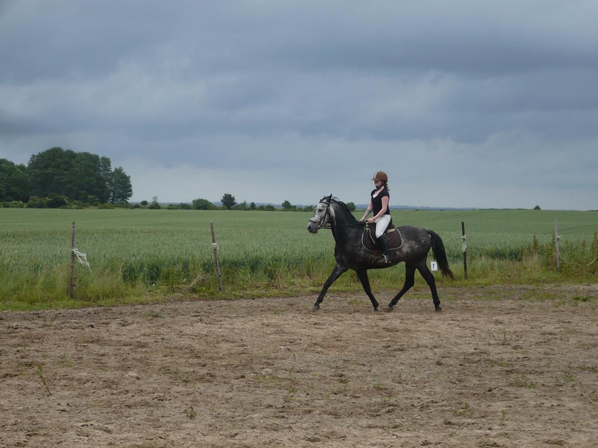 Trakehner Edelstern(my future) billede 19