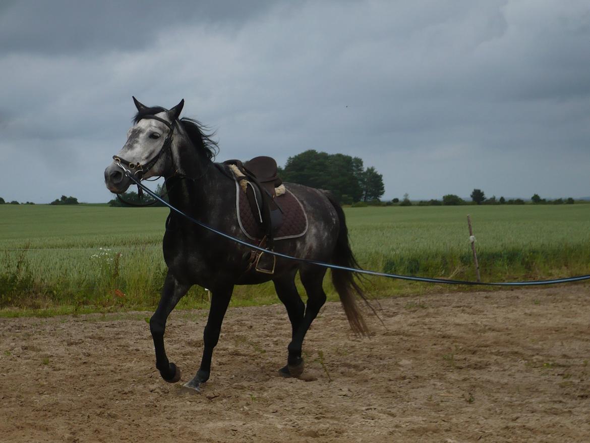 Trakehner Edelstern(my future) billede 20